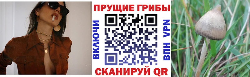 Купить закладки  Сковородино  Псилоцибиновые грибы ЛСД 